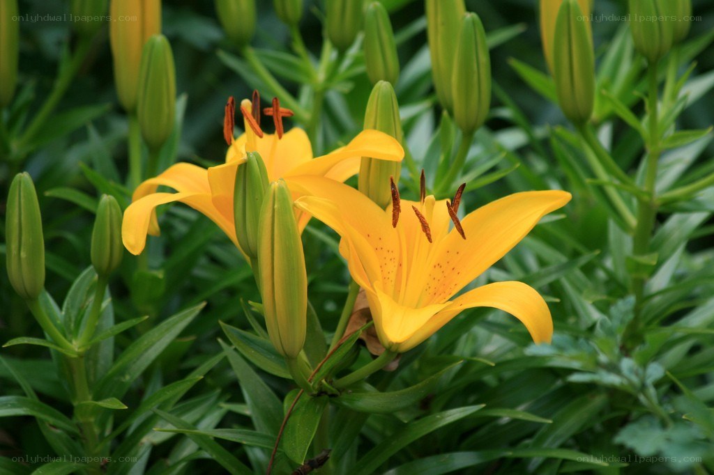 Yellow lilies in bloom