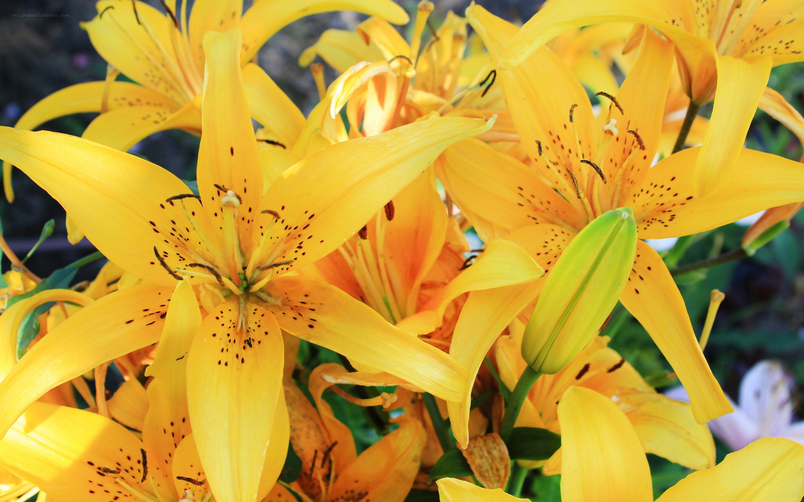 Yellow lilies in bloom