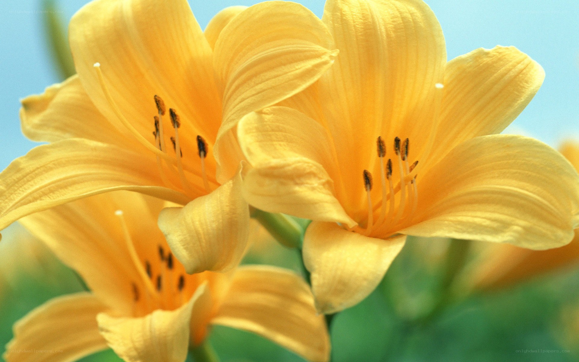 Yellow lilies in bloom