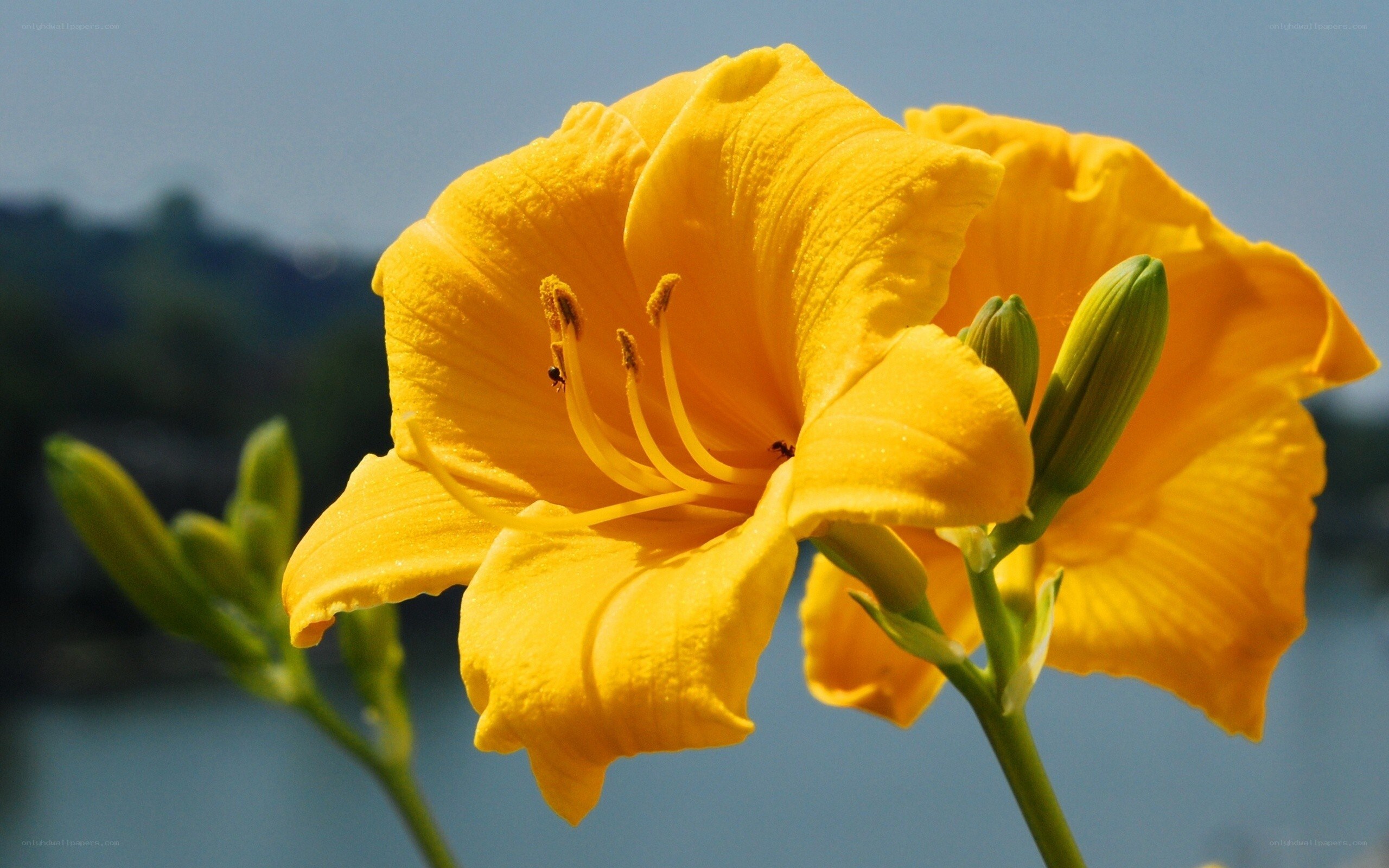 Yellow lilies in bloom