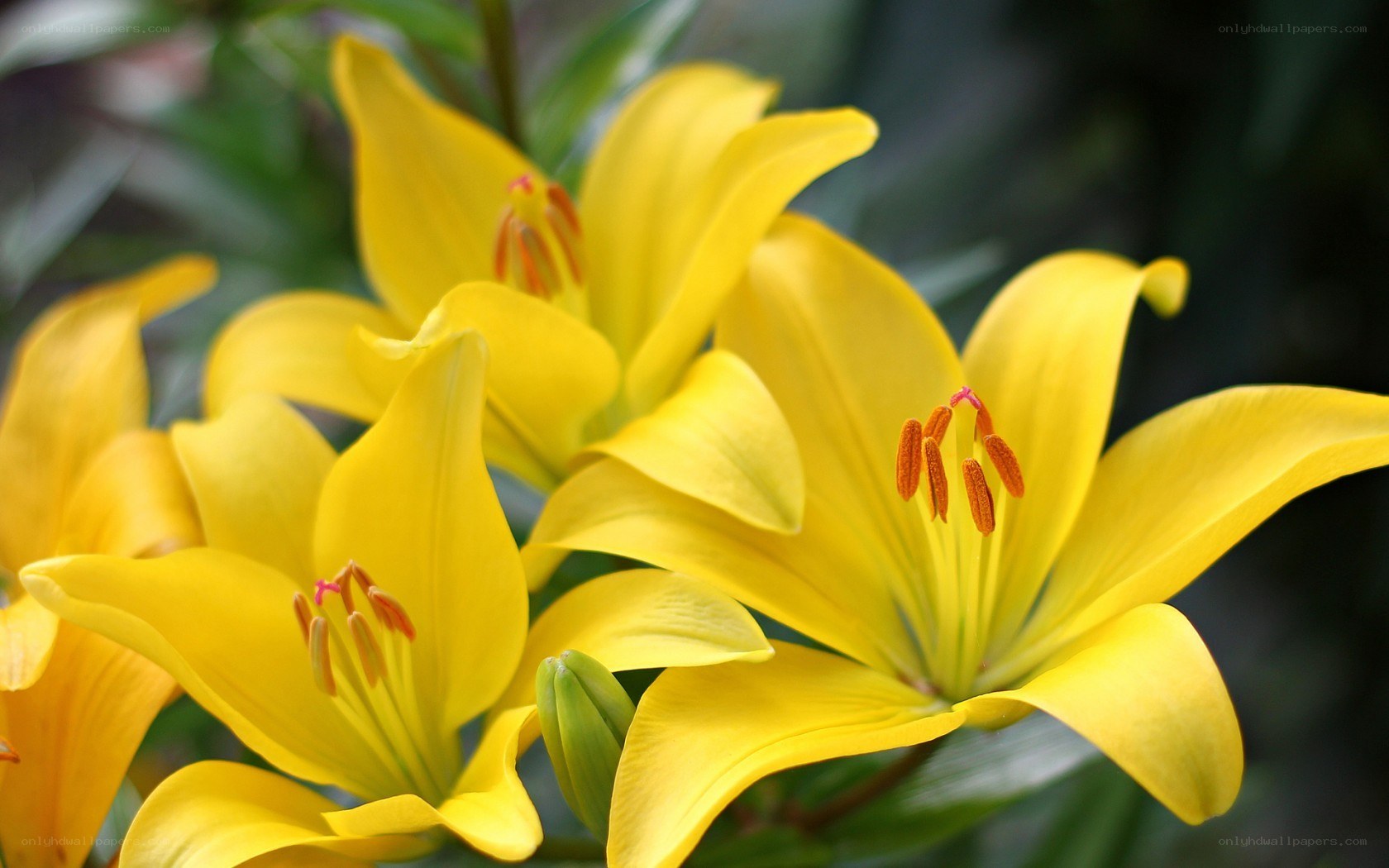 Yellow lilies in bloom