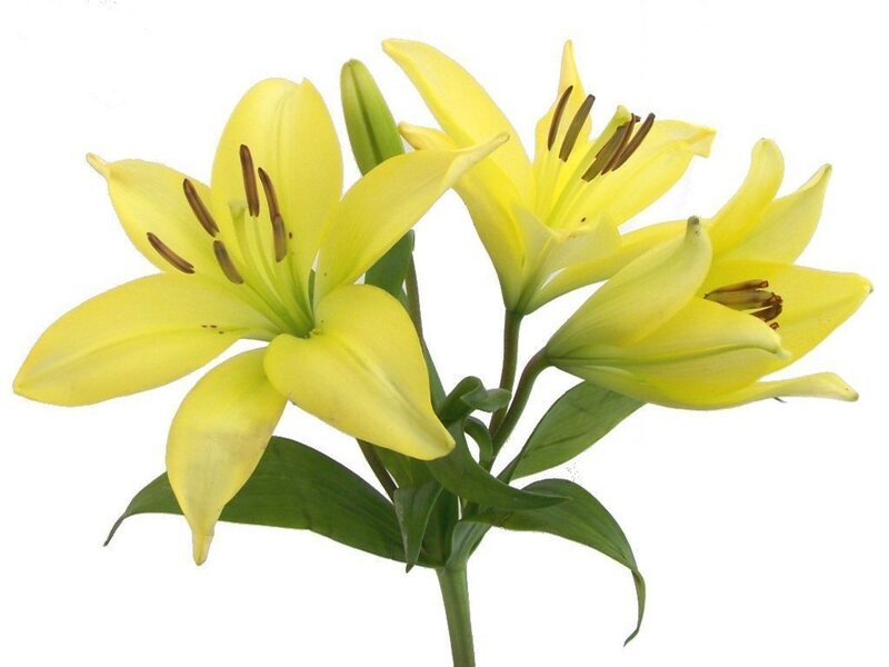 yellow lilies in bloom