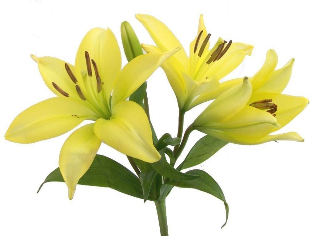 yellow lilies in bloom