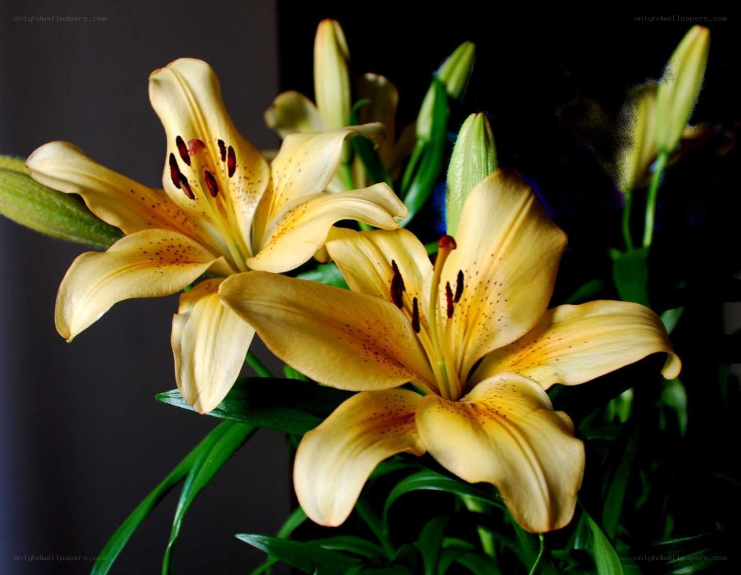 Yellow lilies in bloom