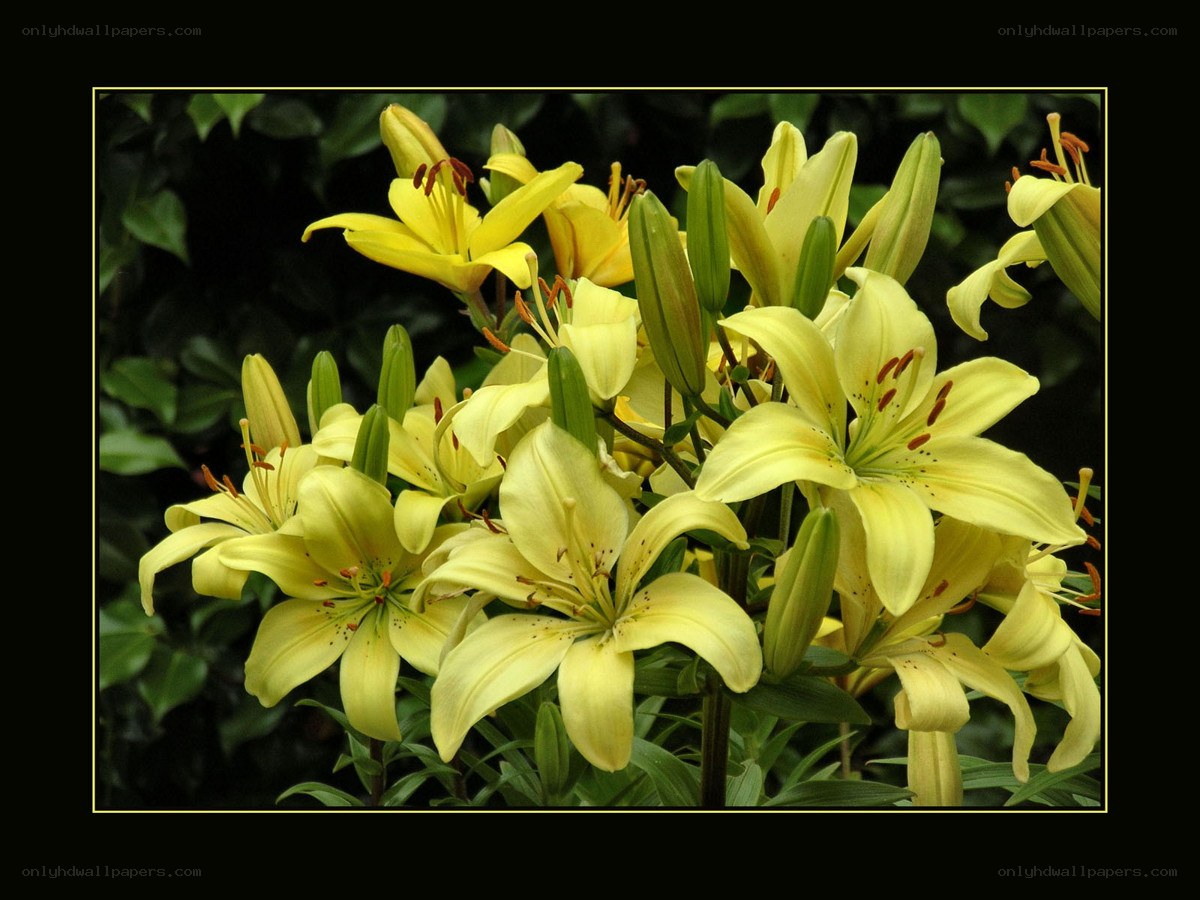 yellow lilies in bloom