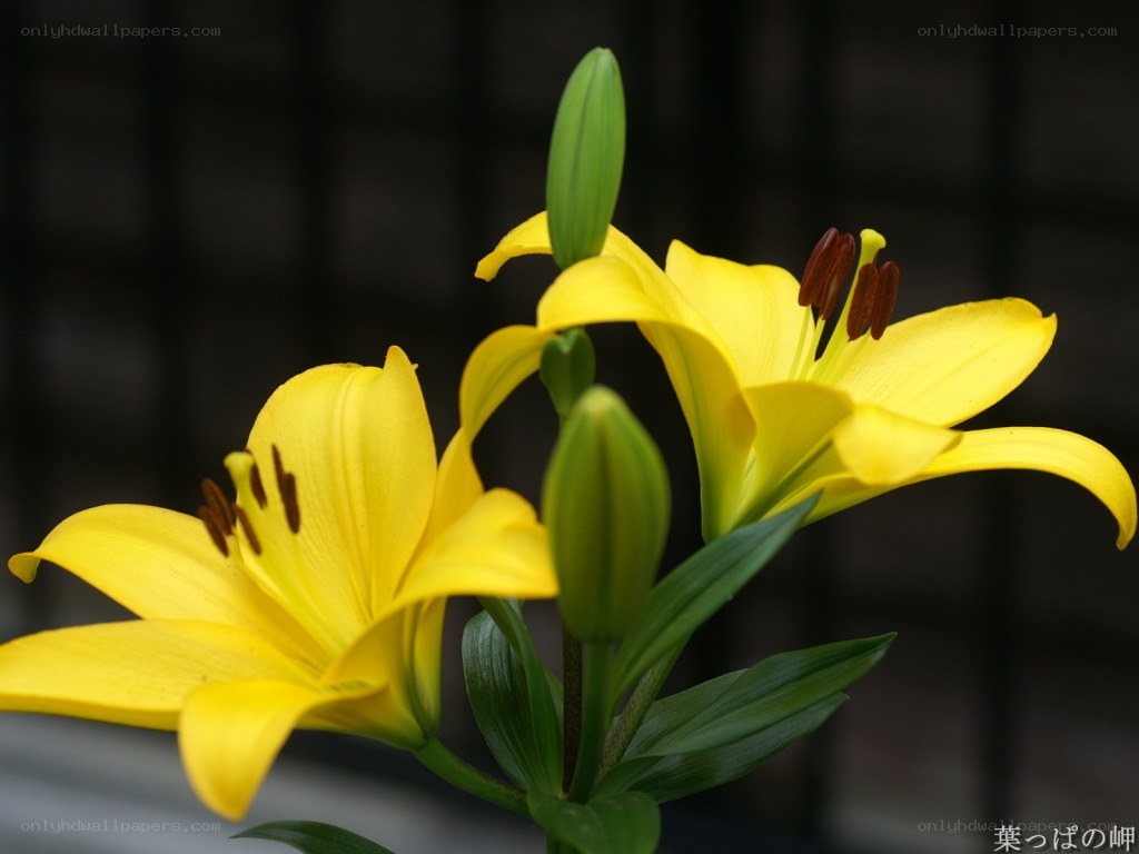 Yellow lilies in bloom