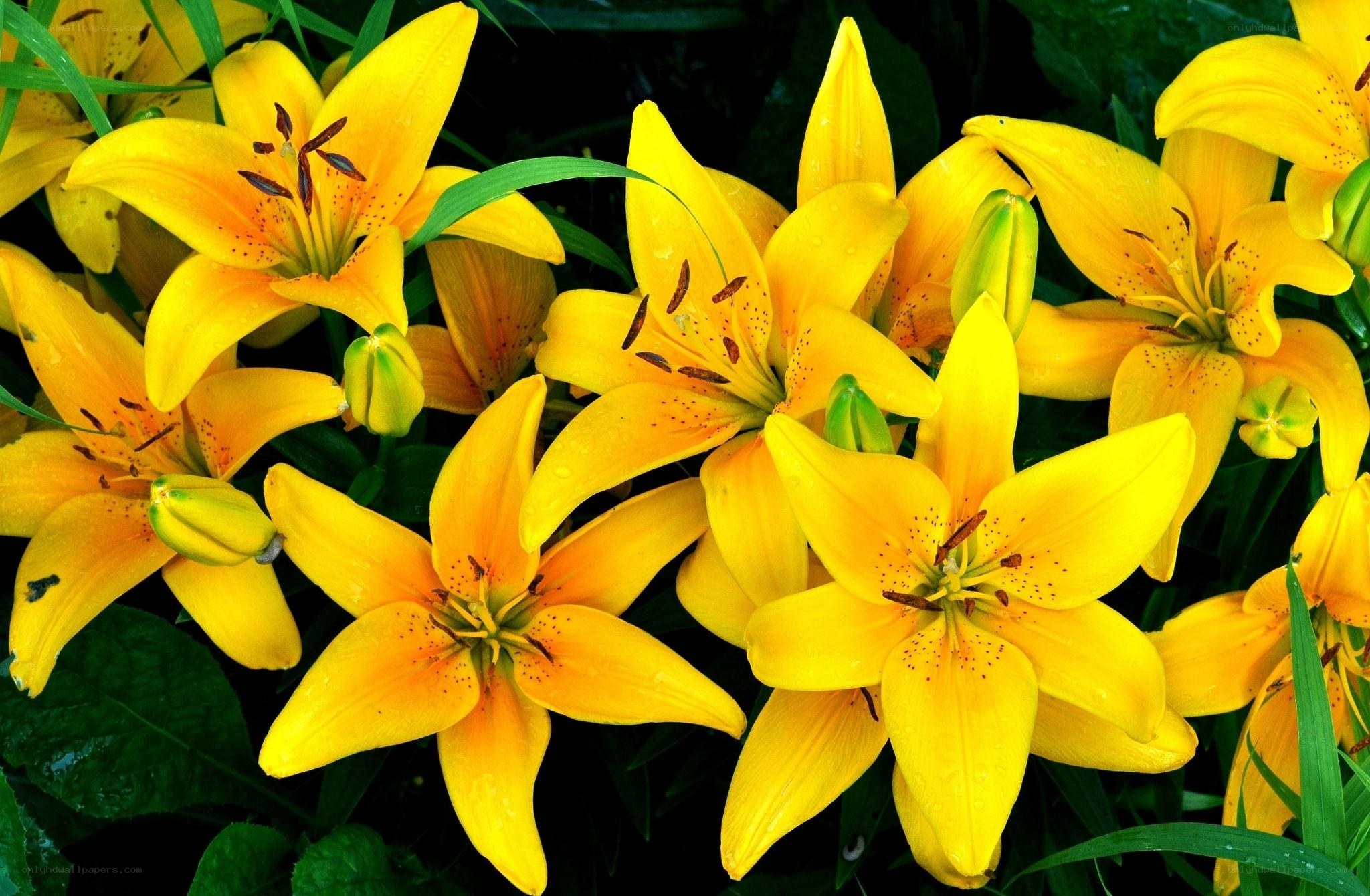 Yellow lilies in bloom