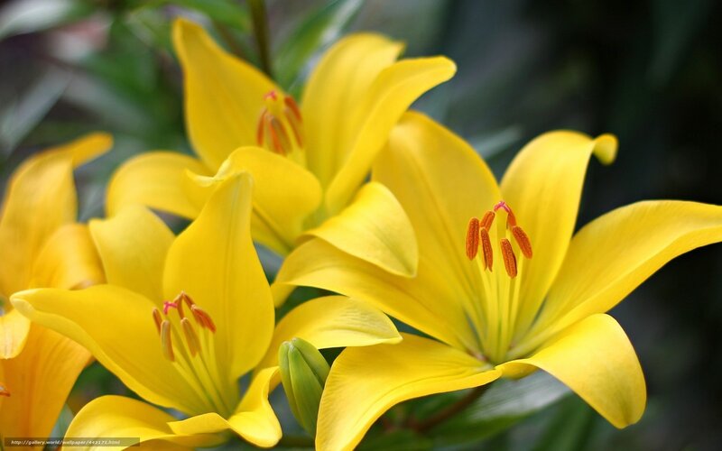 Yellow lilies in bloom