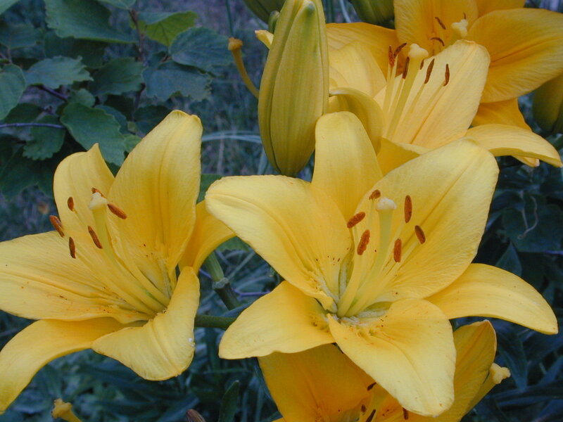 Yellow lilies in bloom