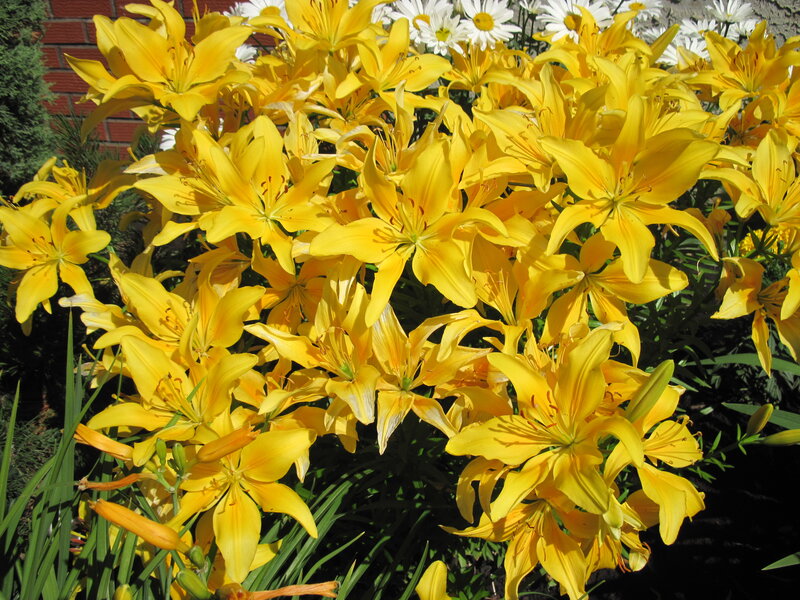 Yellow Lilies in Bloom — Bright, Afternoon, Photograph, Daisies