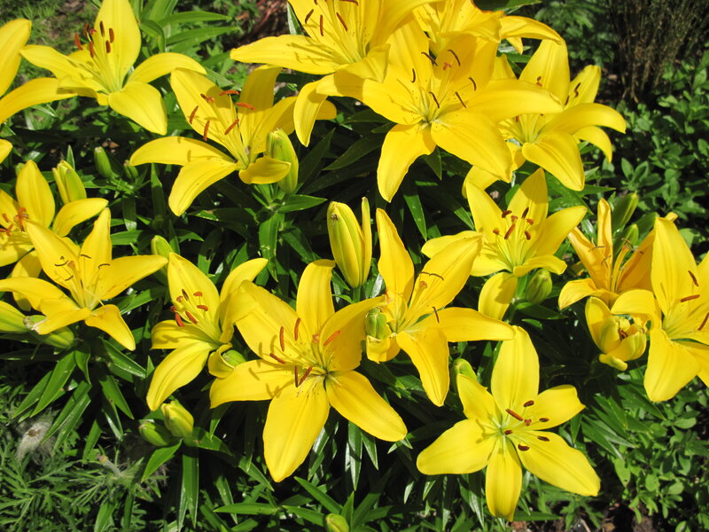 Yellow Lilies in Bloom — Bright, Afternoon, Photograph, Flowers