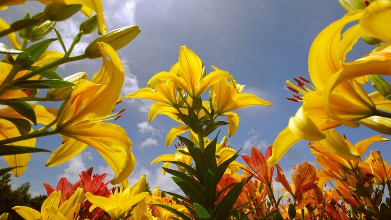 Yellow Lilies in Bloom — Bright, Afternoon, Photograph, Sky, Clouds, Green Leaves