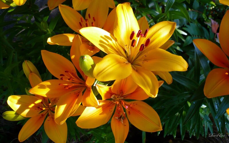 Yellow Lilies in Bloom — Bright, Afternoon
