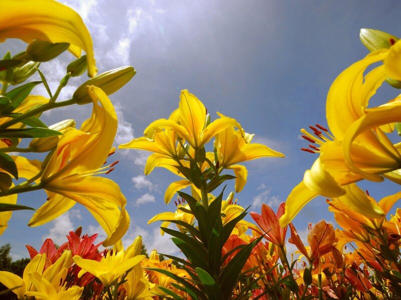 Yellow Lilies in Bloom — Bright