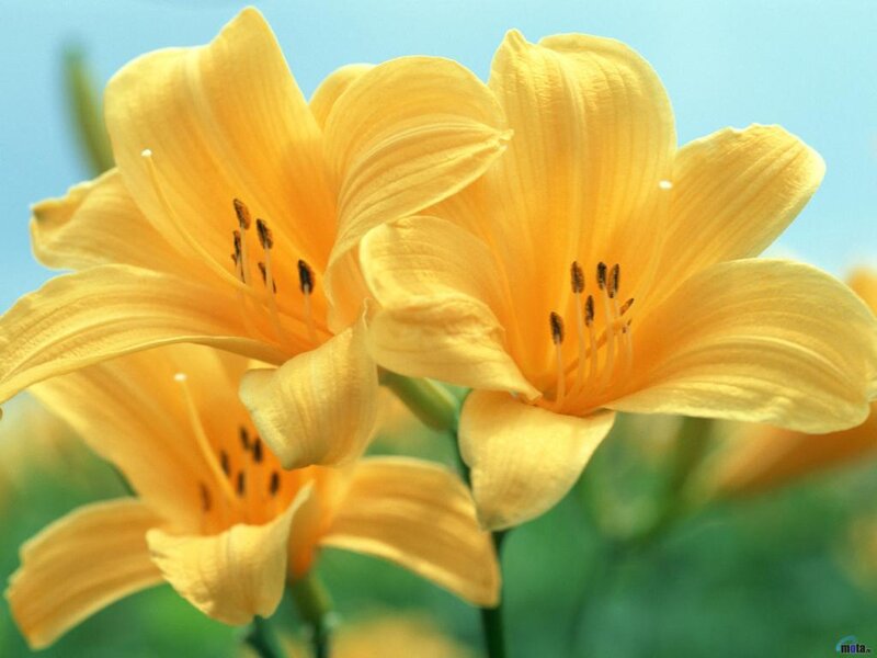 Yellow Lilies in Bloom — Calm, Afternoon