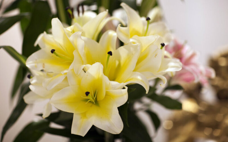 Yellow Lilies in Bloom — Calm, Photograph, Green Leaves