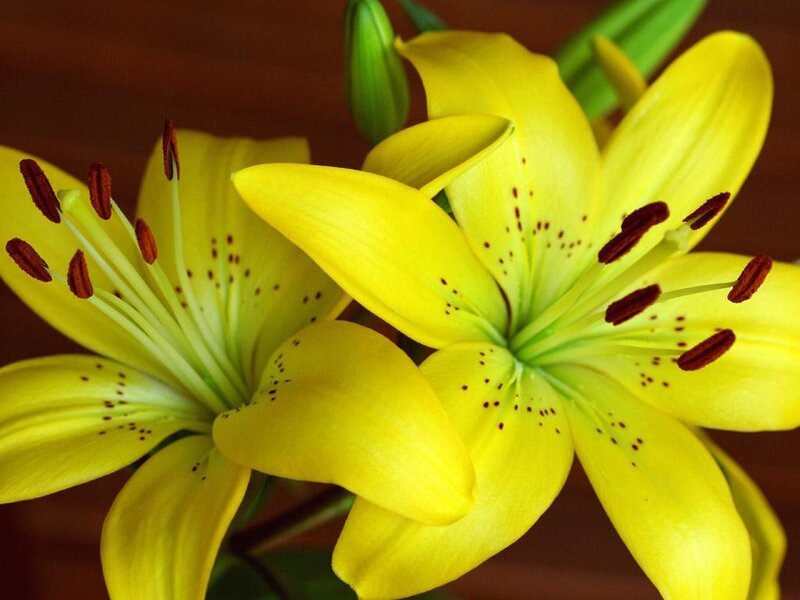 Yellow Lilies in Bloom — Calm, Photograph