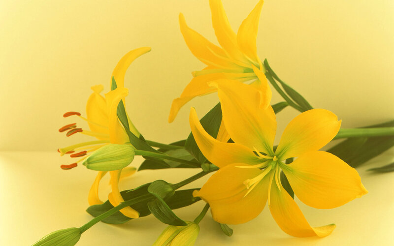 Yellow Lilies in Bloom — Calm