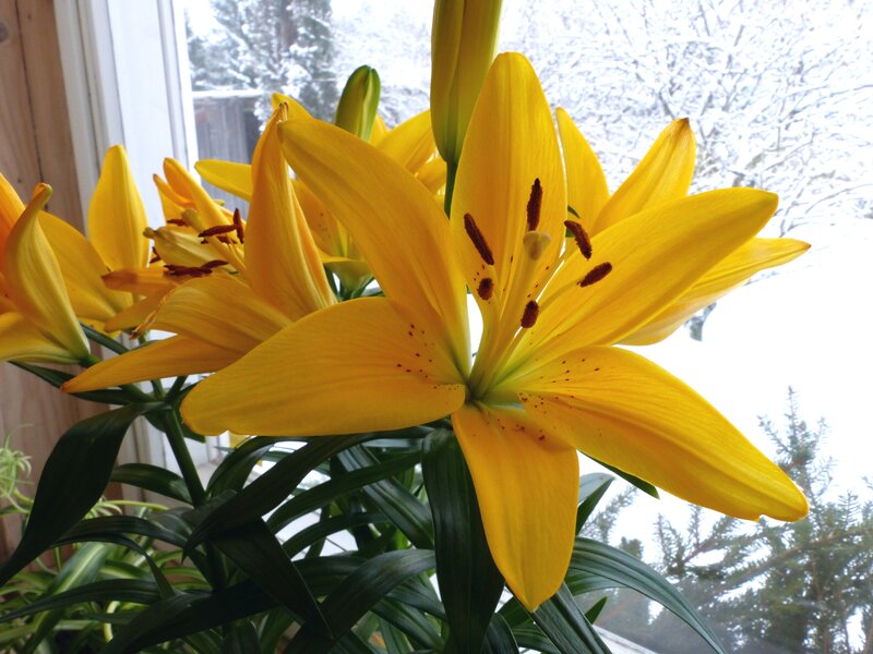 Yellow Lilies in Bloom — Calm, Winter