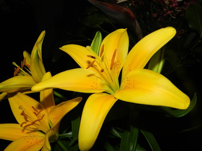 Yellow Lilies in Bloom — Dramatic, Night
