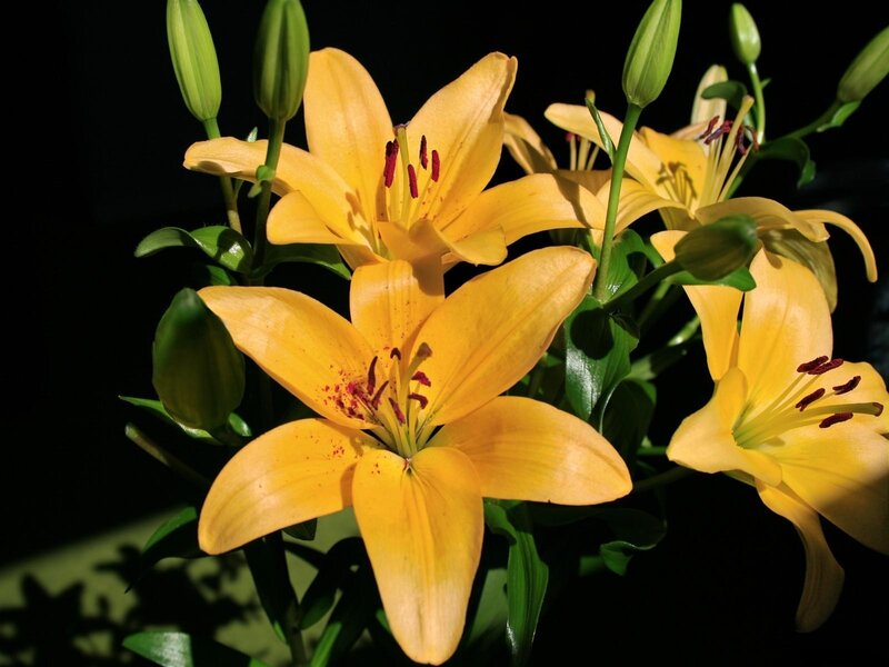 Yellow Lilies in Bloom — Dramatic, Photograph, Buds, Leaves