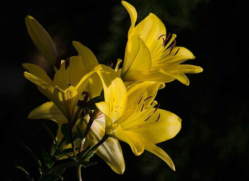Yellow Lilies in Bloom — Dramatic, Photograph, Buds