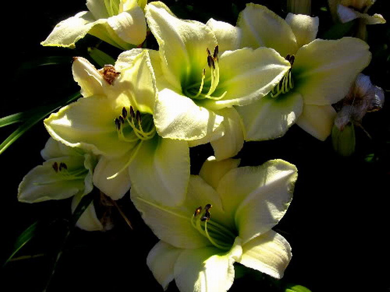 Yellow Lilies in Bloom — Dramatic, Photograph