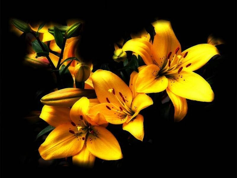 Yellow Lilies in Bloom — Dramatic