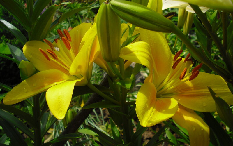 Yellow Lilies in Bloom — Natural, Afternoon, Photograph, Green Leaves, Flower Buds