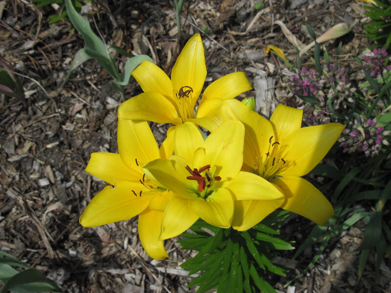 Yellow Lilies in Bloom — Natural, Afternoon, Photograph, Mulch