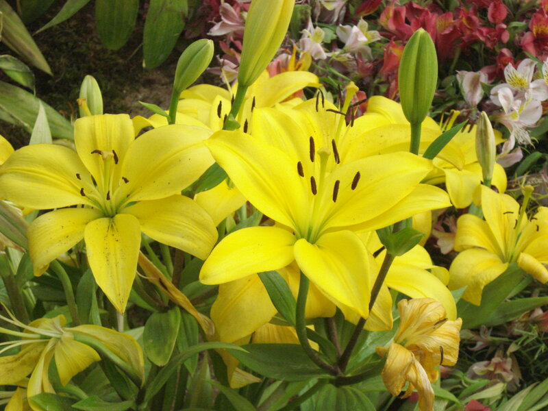 Yellow Lilies in Bloom — Natural, Afternoon