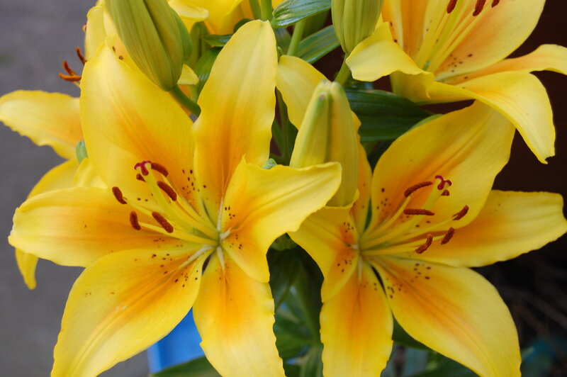 Yellow Lilies in Bloom — Natural, Photograph, Buds, Stamen