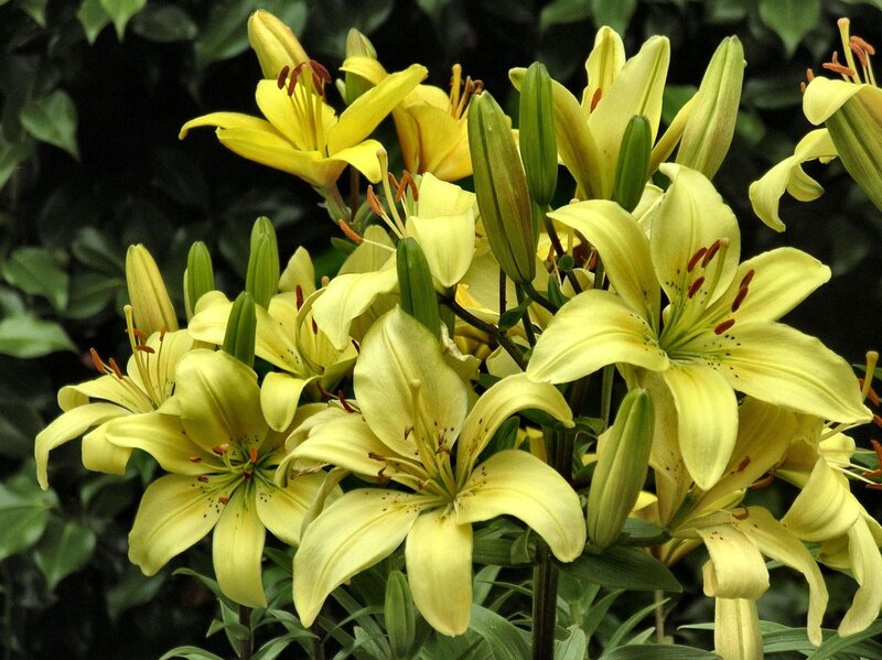Yellow Lilies in Bloom — Natural, Photograph