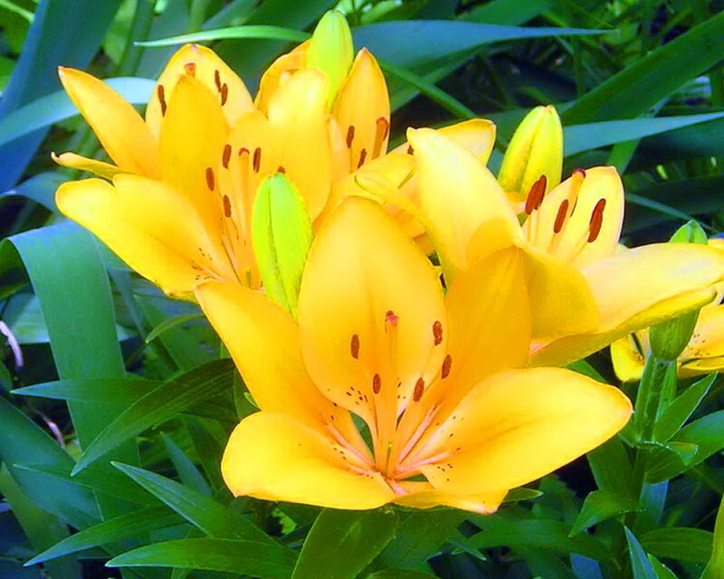 Yellow Lilies in Bloom — Natural, Summer