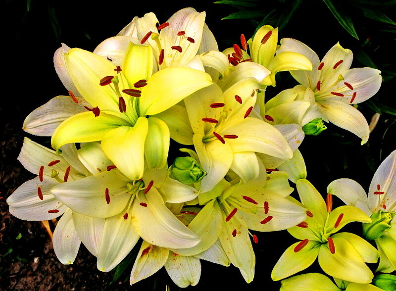 Yellow Lilies in Bloom — Natural