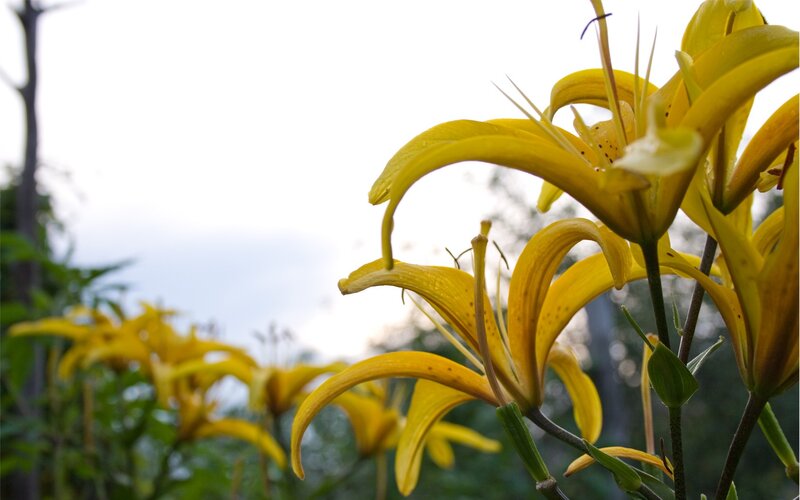 Yellow Lilies in Bloom — Serene, Afternoon, Photograph, Flowers