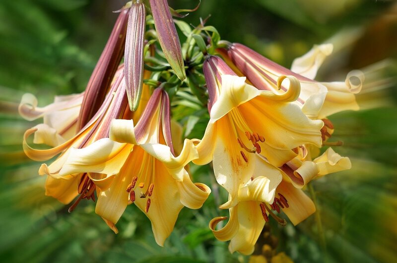 Yellow Lilies in Bloom — Serene, Afternoon