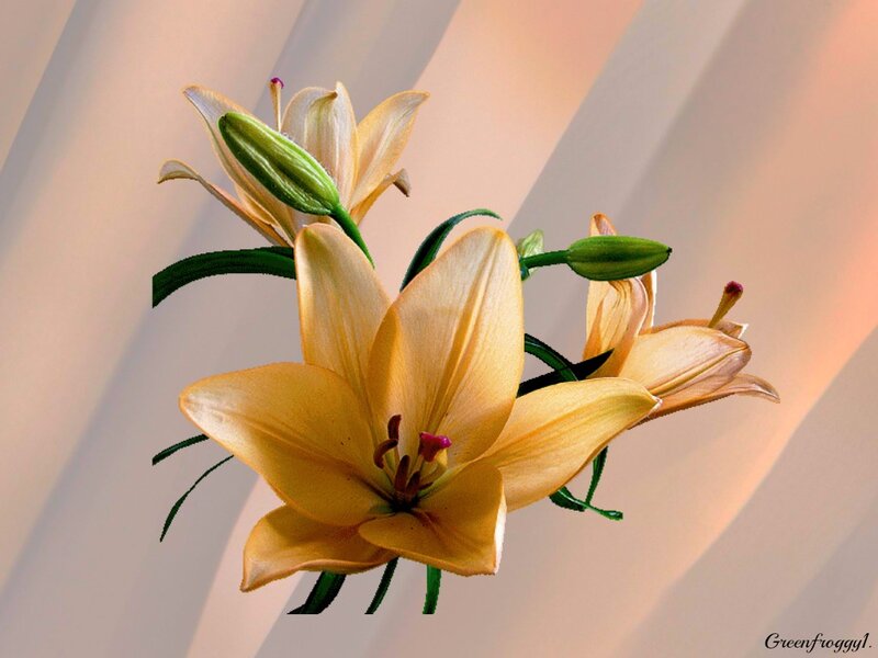 Yellow Lilies in Bloom — Serene, Photograph