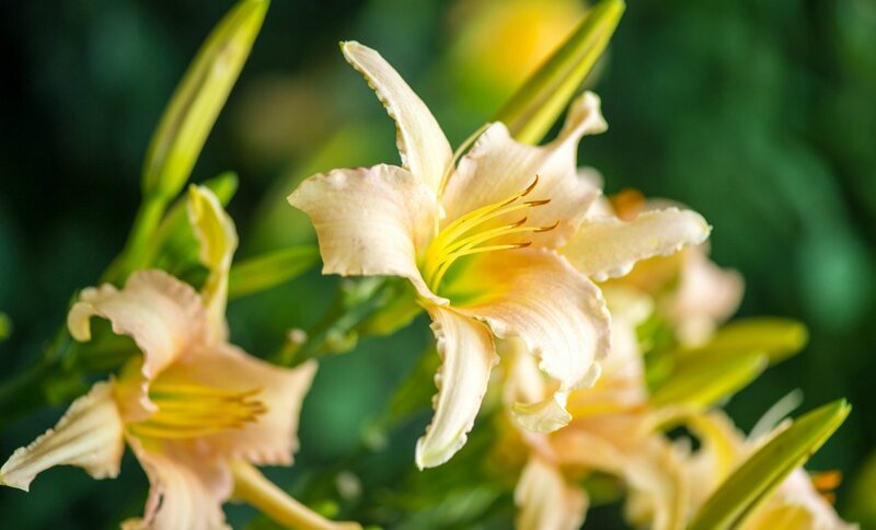 Yellow Lilies in Bloom — Serene, Summer