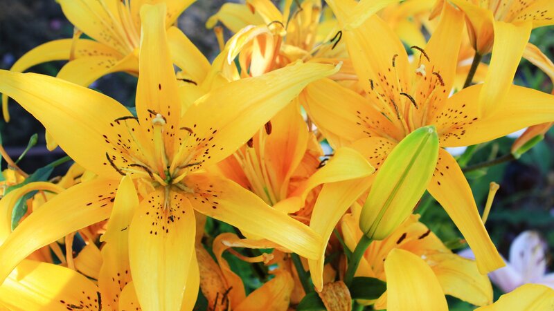 Yellow Lilies in Bloom — Vibrant, Afternoon