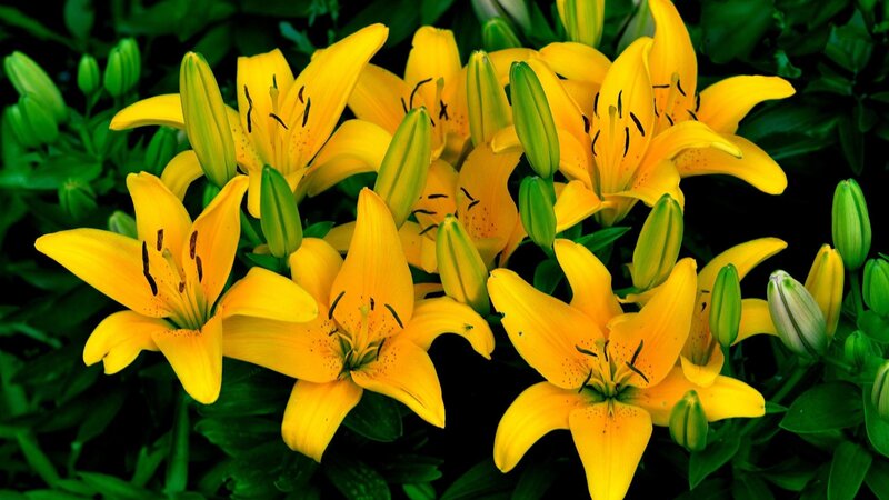 Yellow Lilies in Bloom — Vibrant, Summer, Photograph