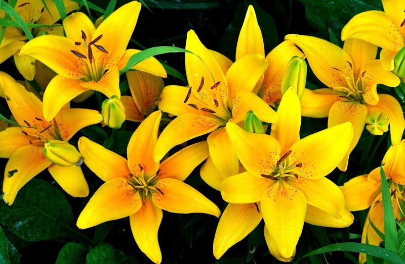 Yellow Lilies in Bloom — Vibrant, Summer