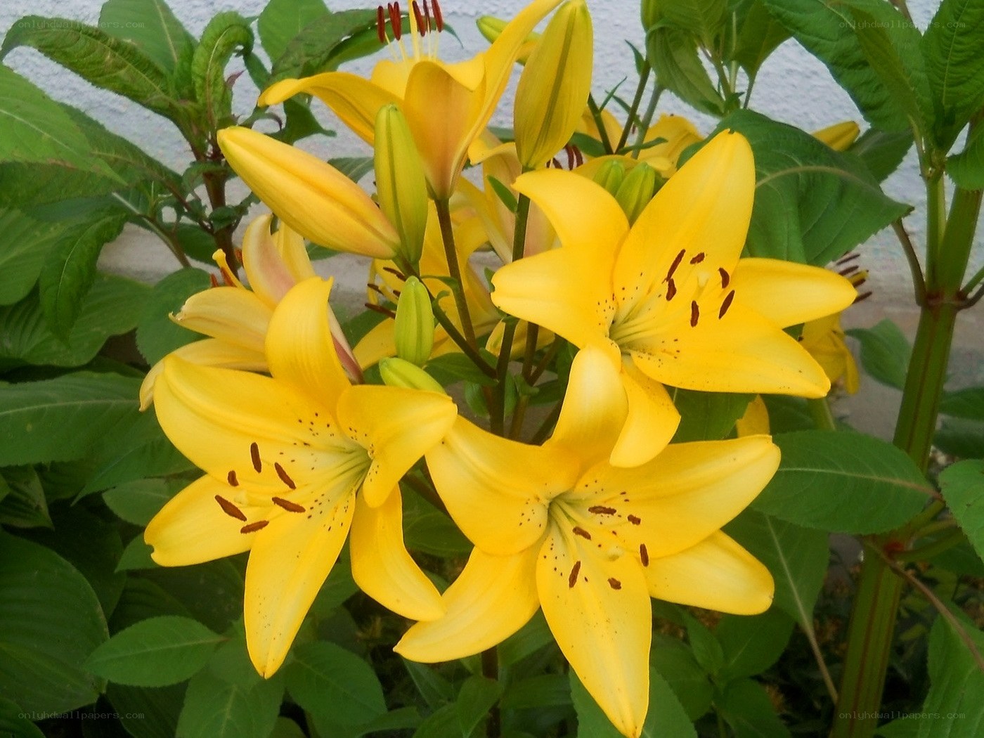 Yellow lilies in bloom