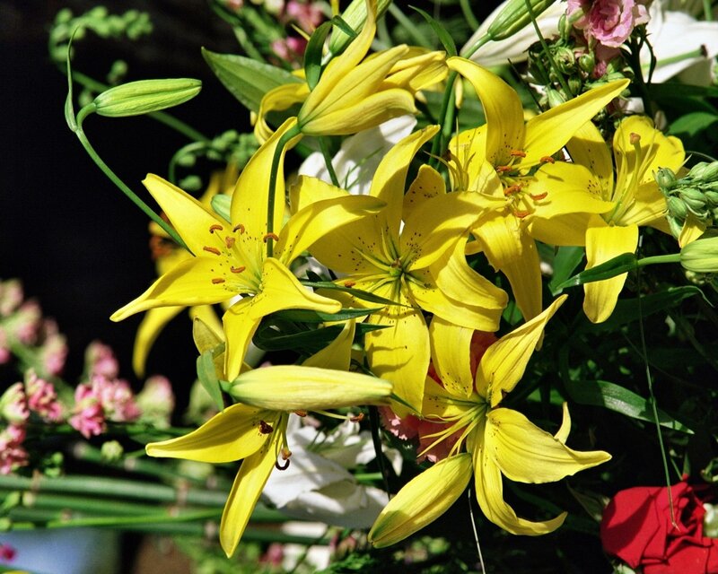 Yellow Lilies in Bouquet — Bright