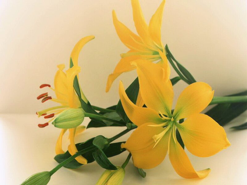 Yellow Lilies in Bouquet — Calm