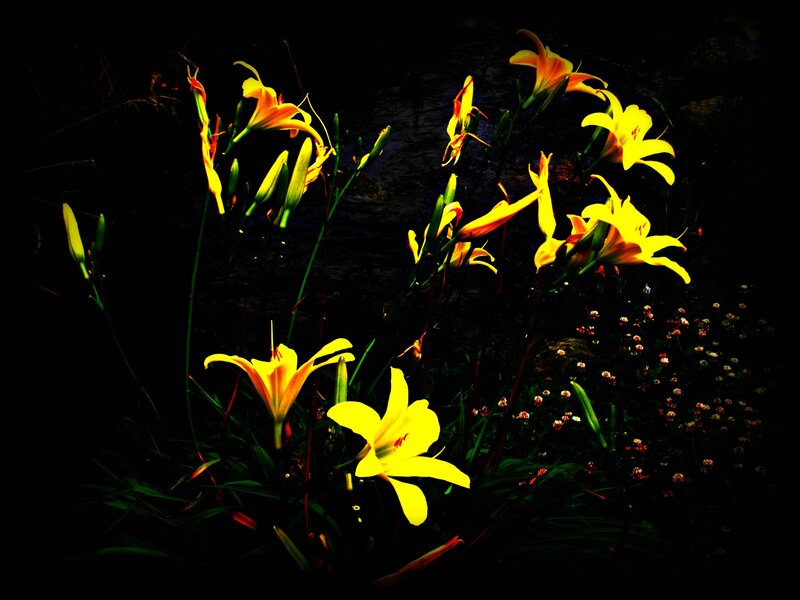 Yellow lilies in dark garden