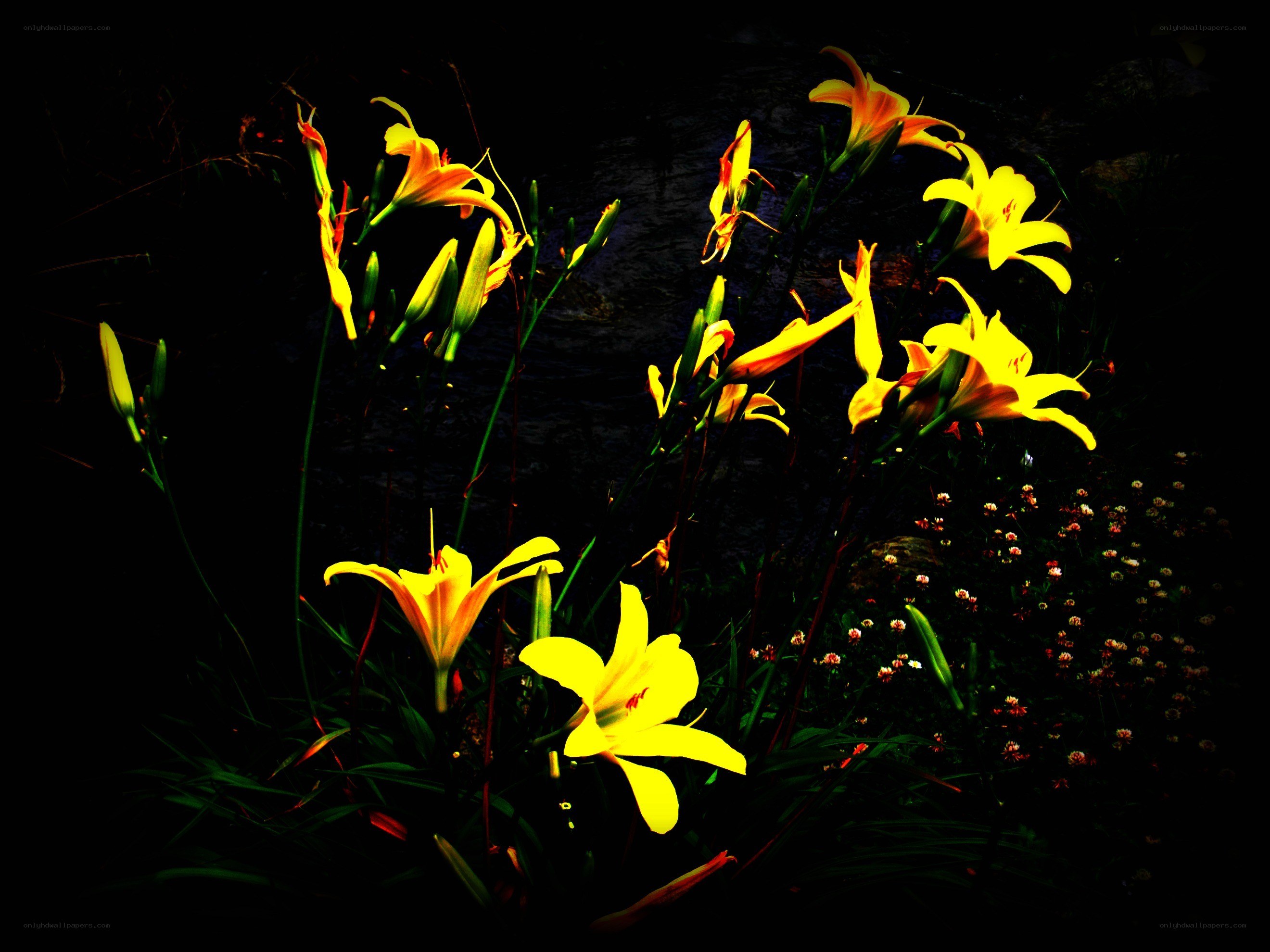 Yellow lilies in dark garden