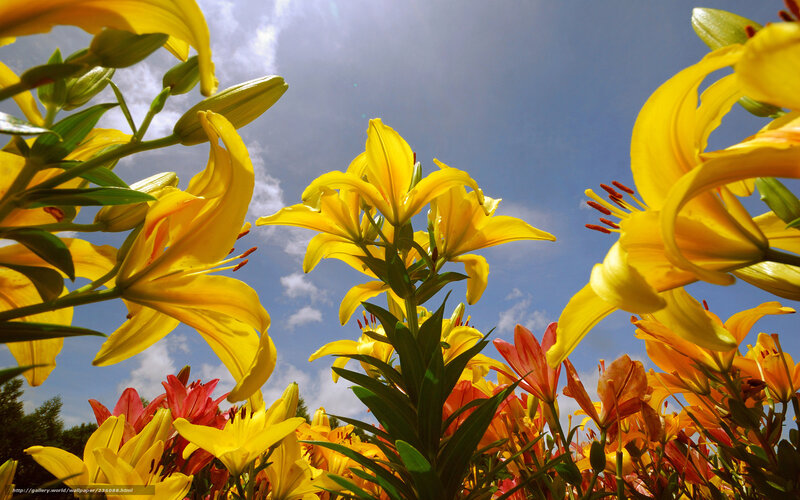 Yellow Lilies in Field — Bright, Afternoon