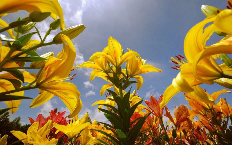 Yellow Lilies in Field — Bright