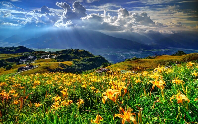 Yellow Lilies in Field — Dramatic, Afternoon, Photograph, Mountains